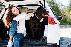 get dogs hair out of car